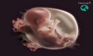 Xâm hại bào thai: phá thai có phạm tội giết người không?