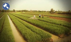 Tích tụ đất trong nông nghiệp – thực trạng và các kiến nghị chính sách